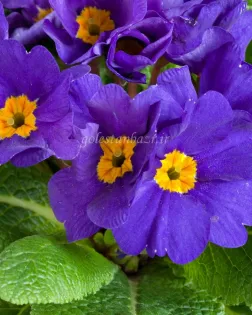 بذر گل پامچال (Danova Blue)