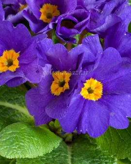 بذر گل پامچال (Danova Blue)