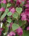 بذر گل رودوچیتون (Rhodos)