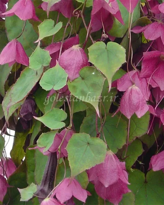 بذر گل رودوچیتون (Rhodos) بذر گل رودوچیتون (Rhodos)