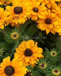 بذر گل کوکب کوهی (Goldilocks)