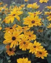 بذر گل کوکب کوهی (Indian Summer)