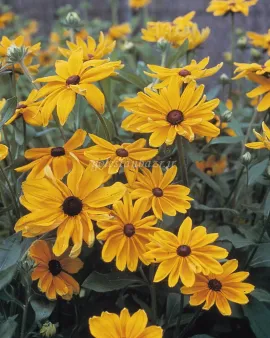 بذر گل کوکب کوهی (Indian Summer)