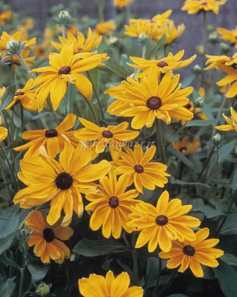 بذر گل کوکب کوهی (Indian Summer)