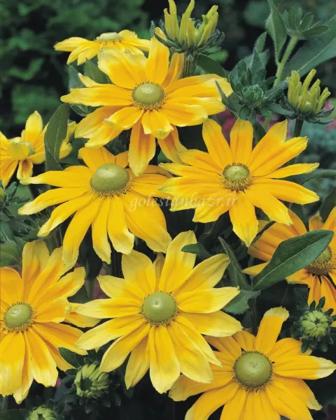 بذر گل کوکب کوهی (Prairie Sun)