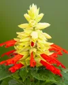 بذر گل سلوی یا مریم گلی (Mojave Red/White Bicolor)