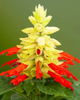 بذر گل سلوی یا مریم گلی (Mojave Red/White Bicolor)