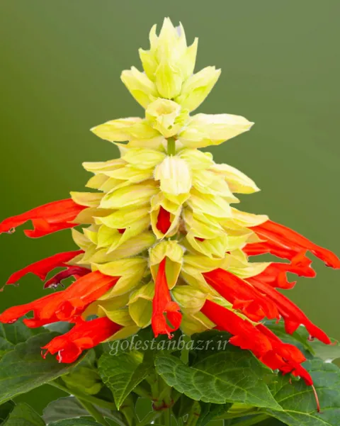 بذر گل سلوی یا مریم گلی (Mojave Red/White Bicolor)