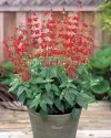 بذر گل سلوی یا مریم گلی (Summer Jewel Red)