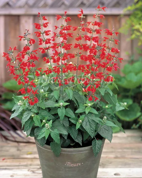 بذر گل سلوی یا مریم گلی (Summer Jewel Red)
