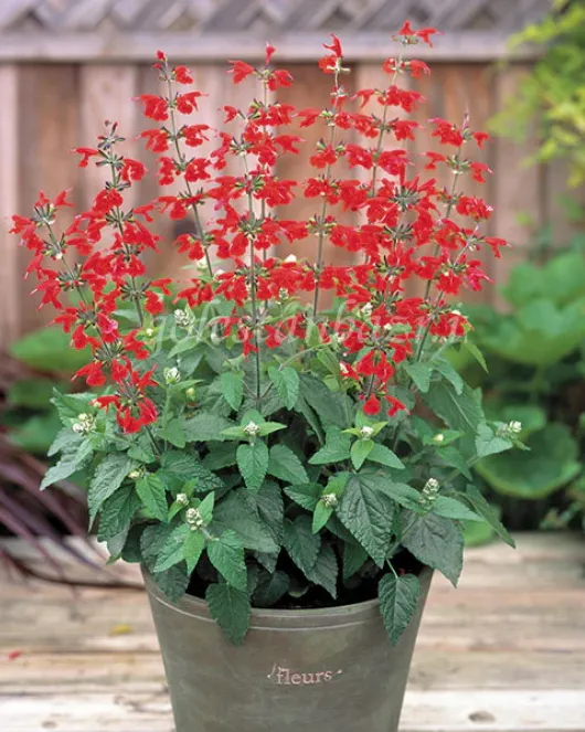 بذر گل سلوی یا مریم گلی (Summer Jewel Red) بذر گل سلوی یا مریم گلی (Summer Jewel Red)