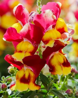 بذر گل میمون (Snappy Red &amp; Yellow)