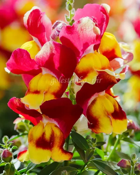 بذر گل میمون (Snappy Red & Yellow)