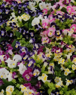 بذر گل تورنیا (Kauai Mix PLT)