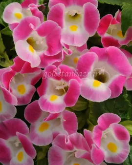 بذر گل تورنیا (Kauai Rose PLT)