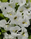 بذر گل تورنیا (Kauai White PLT)