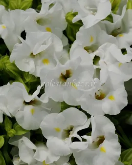 بذر گل تورنیا (Kauai White PLT)