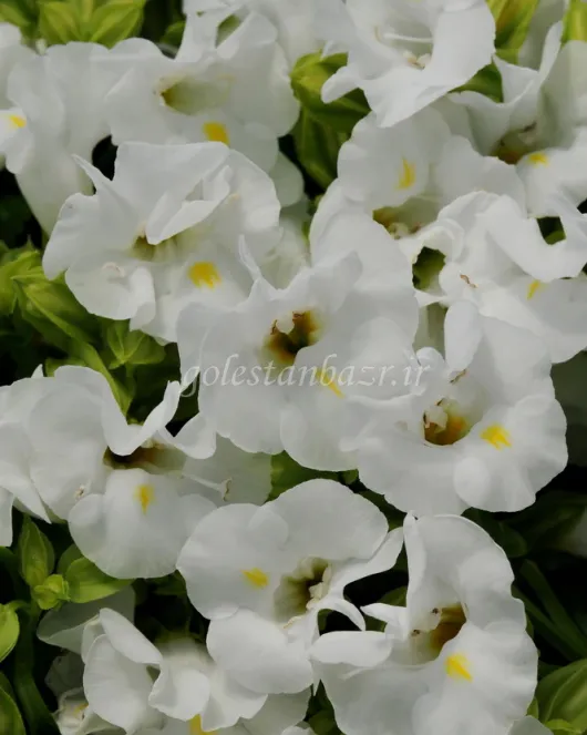 بذر گل تورنیا (Kauai White PLT)