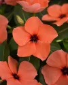 بذر گل پریوش (Tattoo Orange)