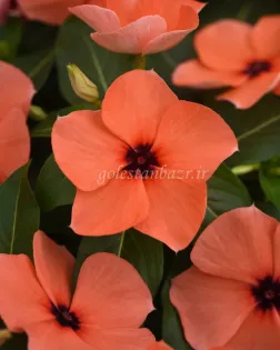 بذر گل پریوش (Tattoo Orange)