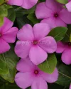 بذر گل پریوش (Titan Lilac)