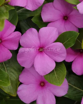 بذر گل پریوش (Titan Lilac)