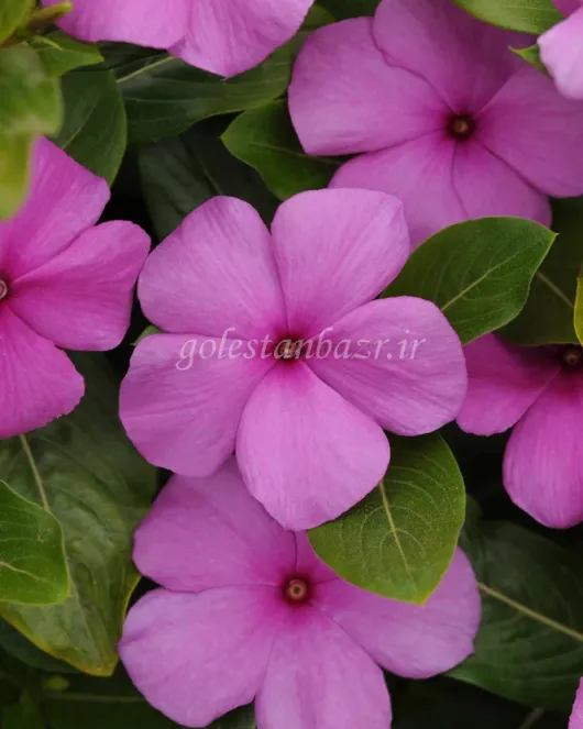 بذر گل پریوش (Titan Lilac) بذر گل پریوش (Titan Lilac)