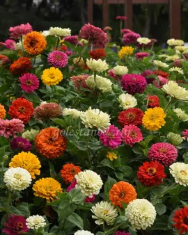 بذر گل آهار (State Fair Mixture)
