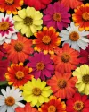 بذر گل آهار (Zahara Mixure)