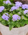 بذر گل ابري (Aloha Blue)