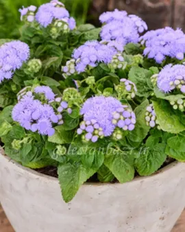بذر گل ابري (Aloha Blue)