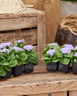 بذر گل ابري (Kona Blue PLT)