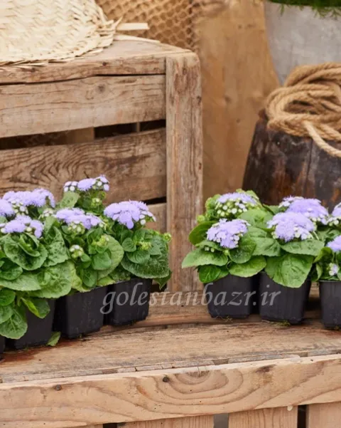 بذر گل ابري (Kona Blue PLT)