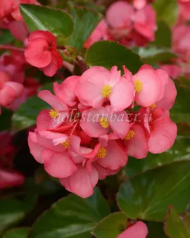 بذر گل بگونیا (Megawatt Rose Green Leaf)