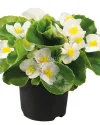 بذر گل بگونیا (Super Olympia White PLT)