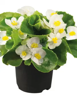 بذر گل بگونیا (Super Olympia White PLT)