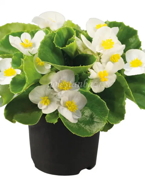 بذر گل بگونیا (Super Olympia White PLT)