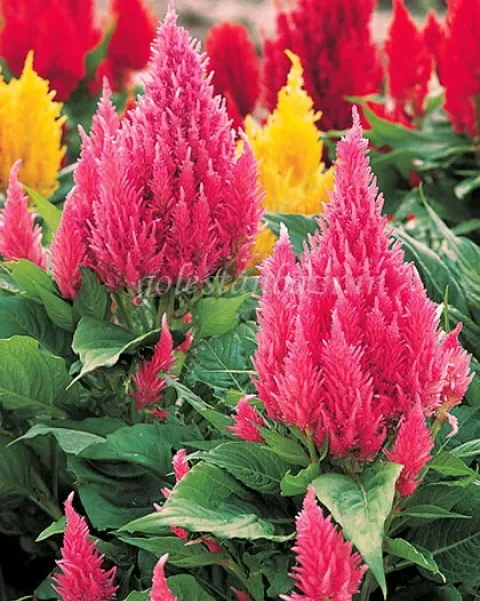 بذر گل تاج خروس (Castle Pink)