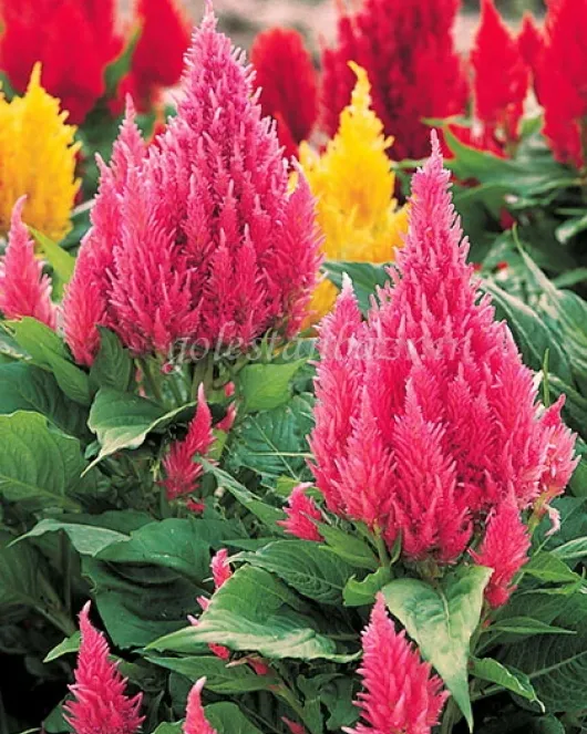 بذر گل تاج خروس (Castle Pink)