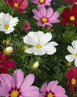 بذر گل ستاره ای (Casanova Mixture)