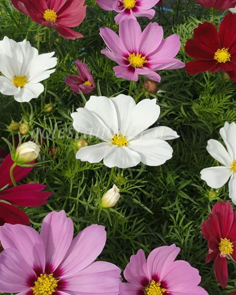 بذر گل ستاره ای (Casanova Mixture)