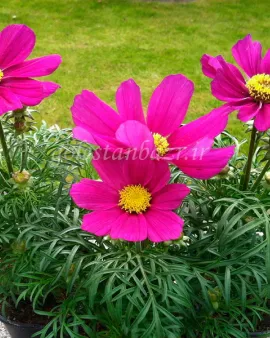 بذر گل ستاره ای (Casanova Violet)