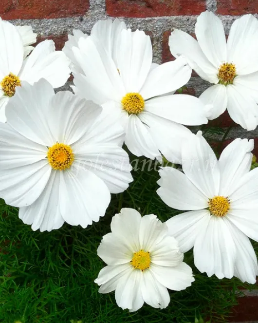 بذر گل ستاره ای (Casanova White) بذر گل ستاره ای (Casanova White)