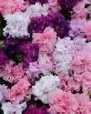 بذر گل اطلسی ( Double Cascade Mix PLT)