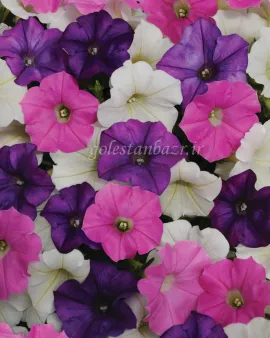 بذر گل اطلسی (Shock Wave Spark Mix PLT)