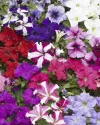 بذر گل اطلسی (TriTunia Star Mix)