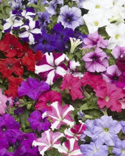 بذر گل اطلسی (TriTunia Star Mix)