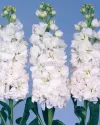 بذر گل شب بو (Iron White)