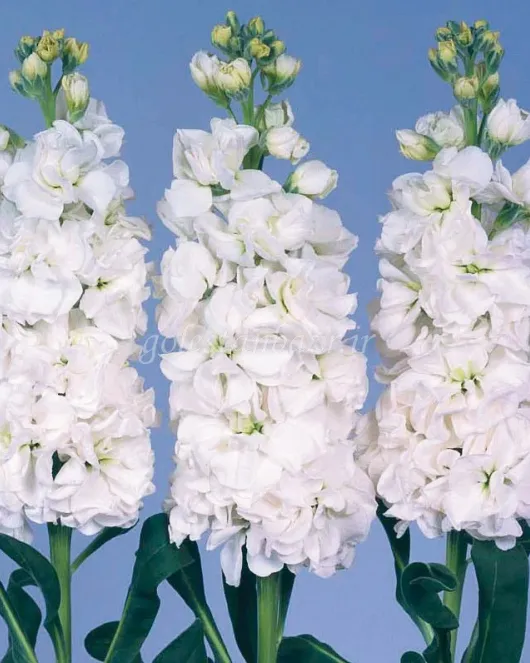بذر گل شب بو (Iron White)