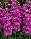 بذر گل شب بو (Mime Pink)